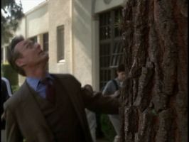 Giles walks into a tree